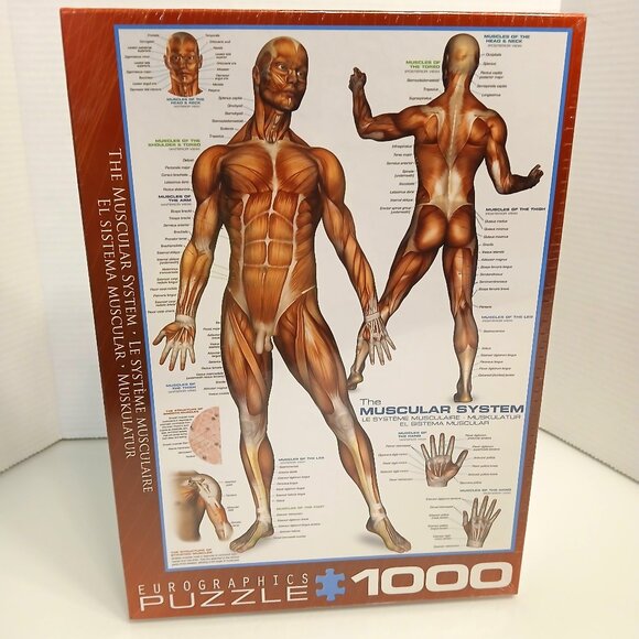 The Muscular System 1000 Piece Jigsaw Puzzle Eurographics New - Picture 1 of 7